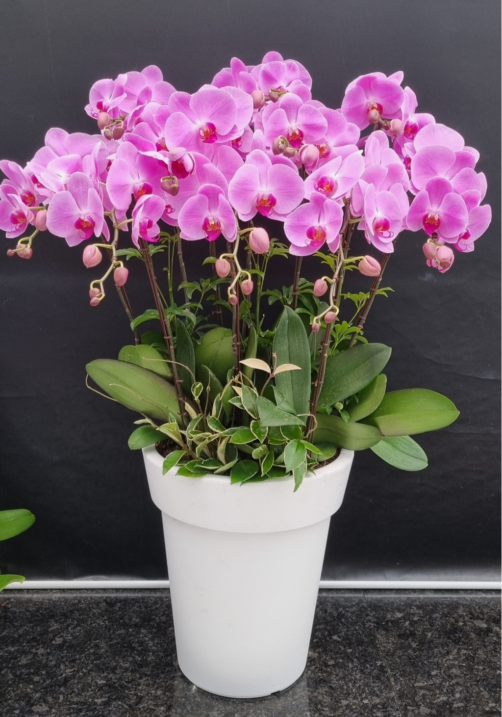 È£Á¢¶õ ²ÉÁý ²É¹è´Þ