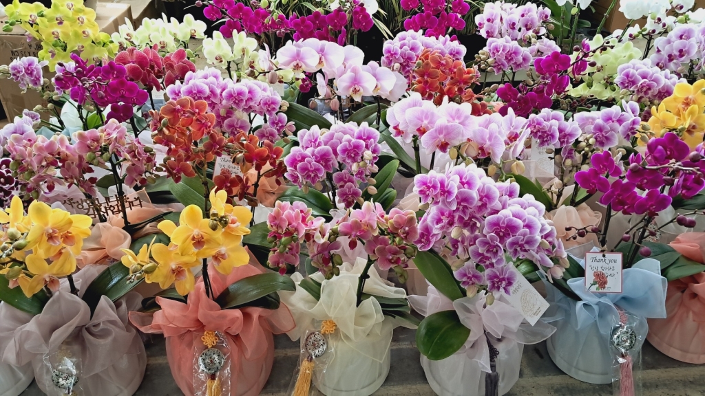 ���糭 ���ڱ�