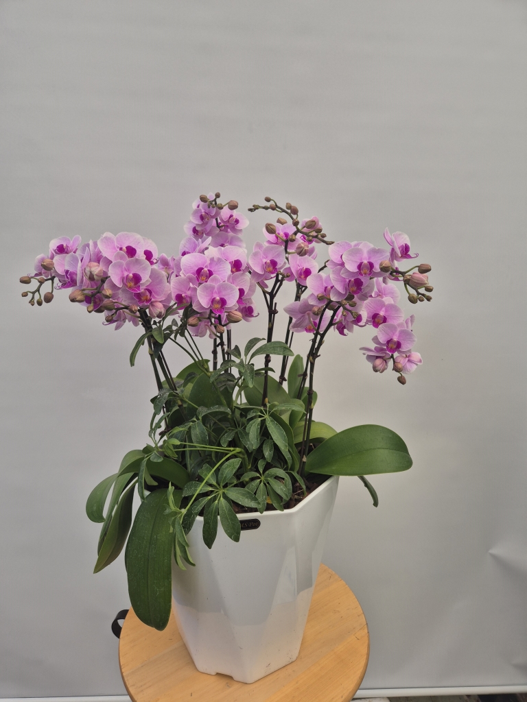 ¹Ì´ÏÈ£Á¢¶õ ²ÉÁý ²É¹è´Þ