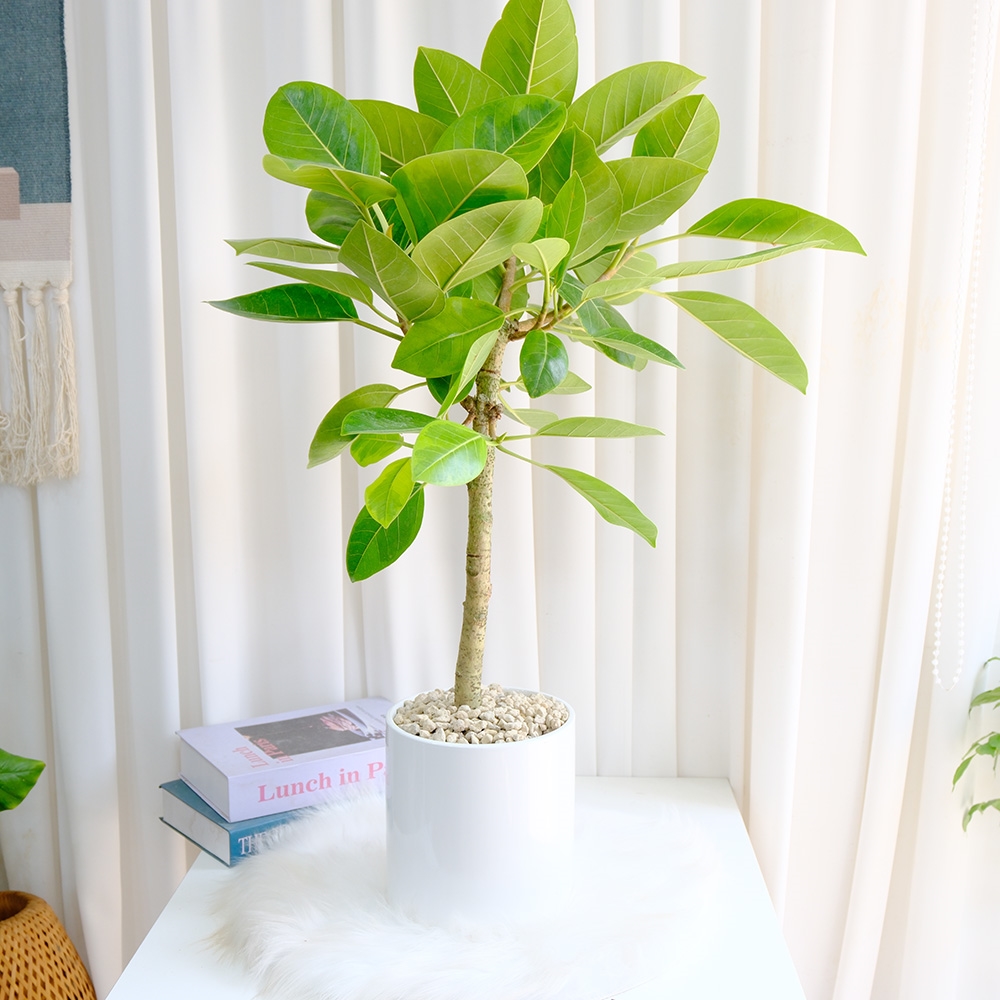 [�������ϲɹ��]�𰥰������� ���ڱ�ȭ�� ����18 - ���� 70cm ������ȭ�Ĺ� ����ȭ�� ����ȭ��