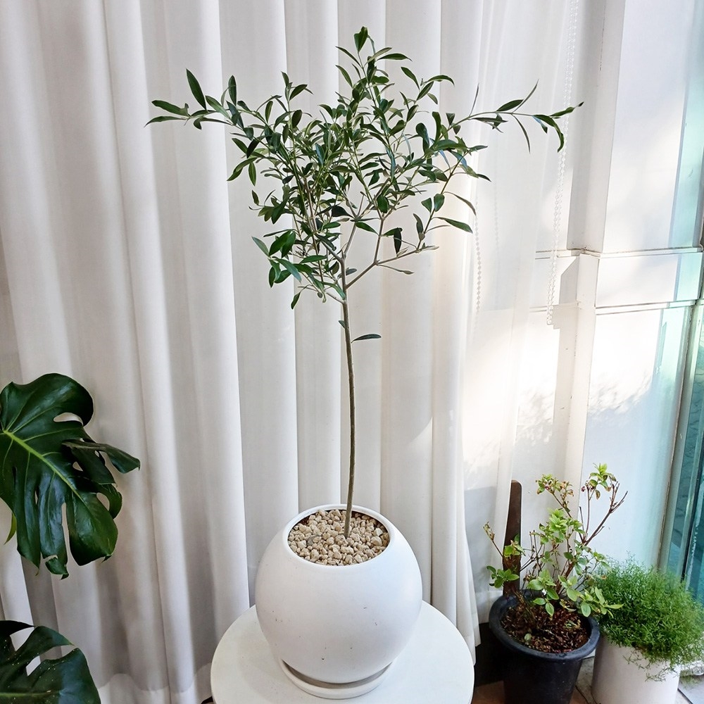 [��������ϲɹ��]�ø��� �ܸ�� �ձ�ȭ�� ����80cm - ����ȭ�� ����ȭ�� �����̼��� ���� �ɹ��