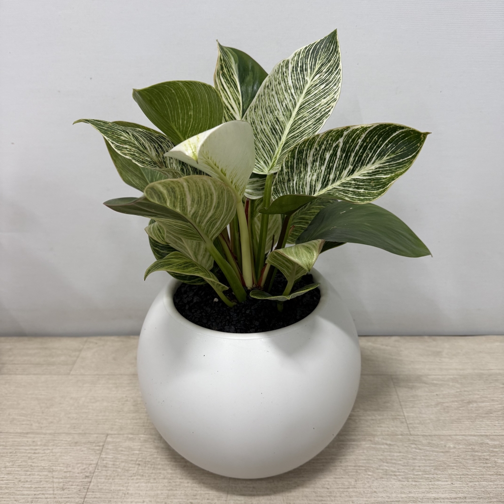 [�������Ϲ��]���� �λ��̵� ȭ�� ���Ϲ�� �ɹ�� �캸�� ������ ����ȫ