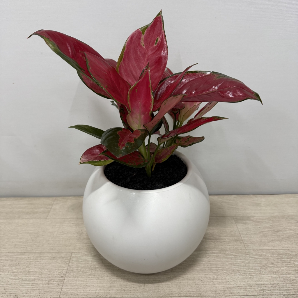 [�������Ϲ��]���� �λ��̵� ȭ�� ���Ϲ�� �ɹ�� �캸�� ������ ����ȫ