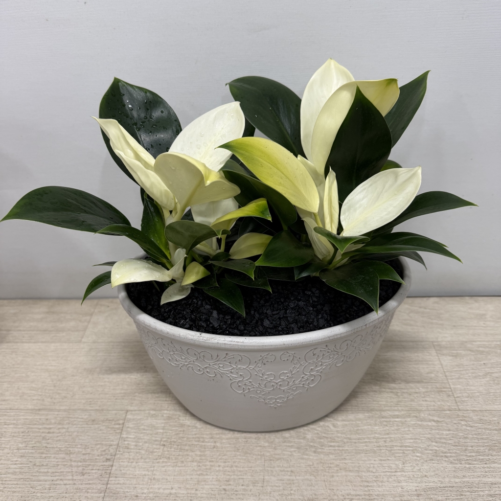 [�������Ϲ��]���� �λ��̵� ȭ�� ���Ϲ�� �ɹ�� �캸�� ������ ����ȫ