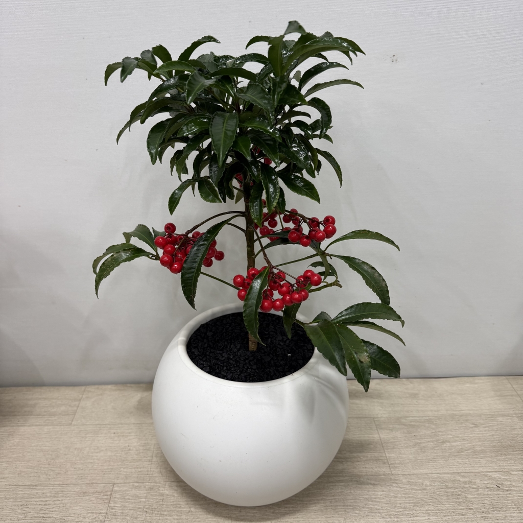 [�������Ϲ��]���� �λ��̵� ȭ�� ���Ϲ�� �ɹ�� �캸�� ������ ����ȫ