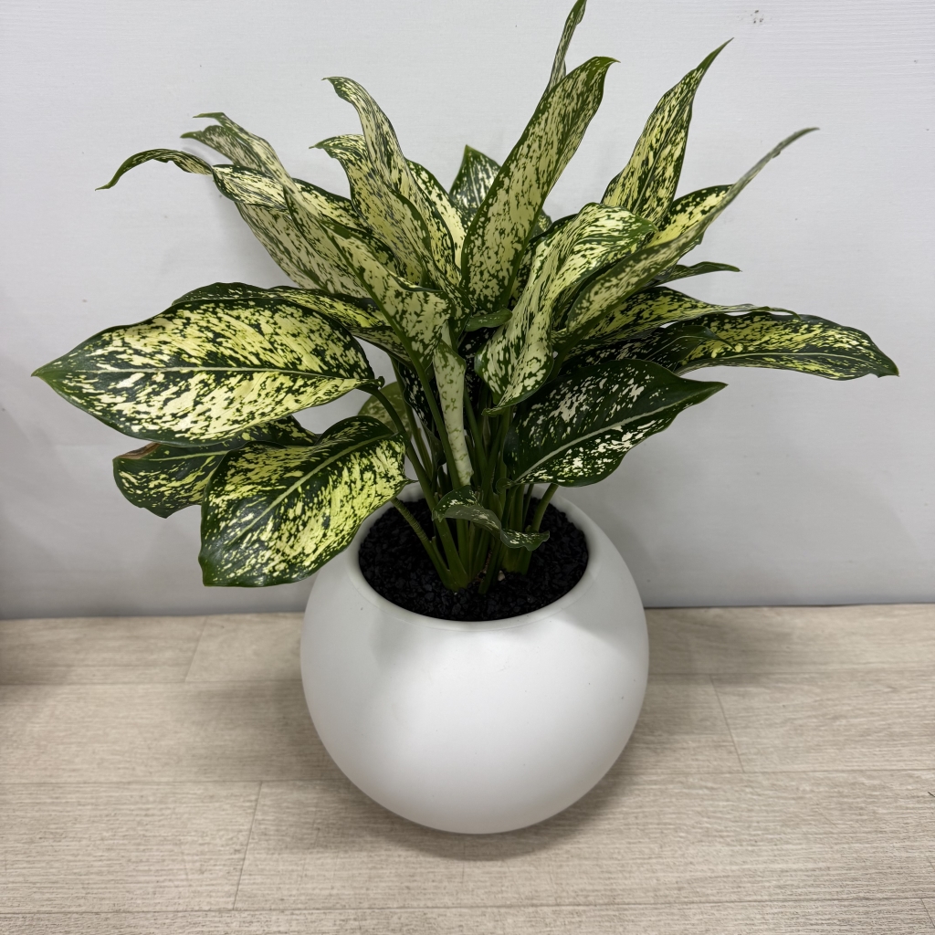 [�������Ϲ��]���� �λ��̵� ȭ�� ���Ϲ�� �ɹ�� �캸�� ������ ����ȫ