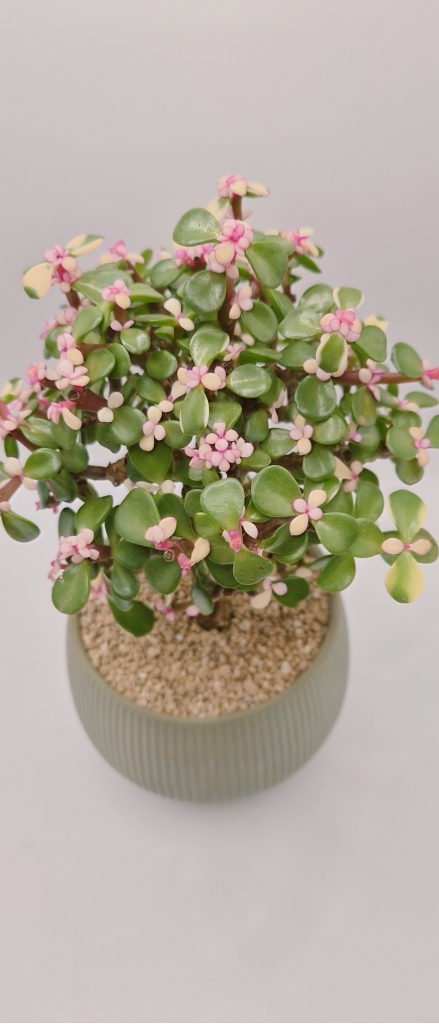 �ƾǹ� ���� �ɹ��